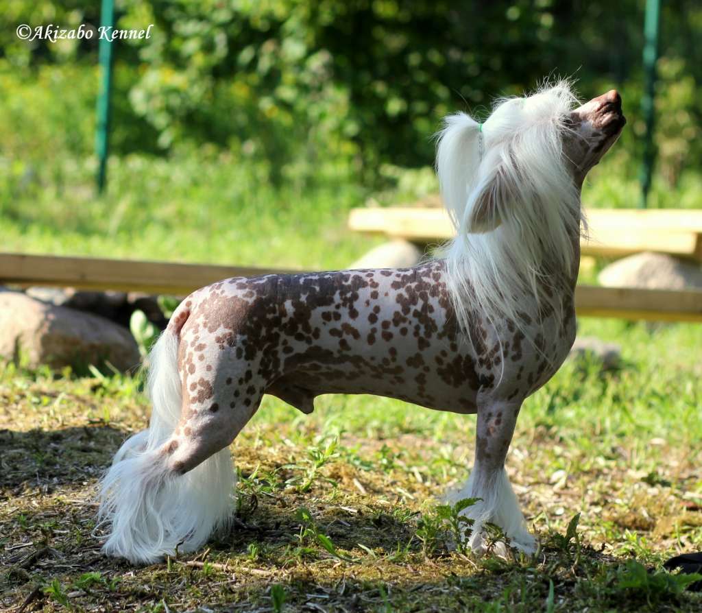 Elegancki Oliver Pretensja