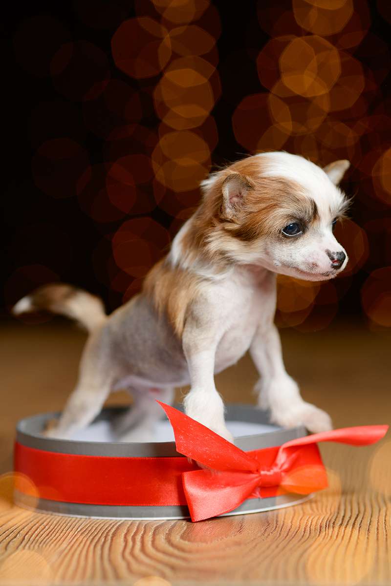 Dogland Happy Snoopy Fun