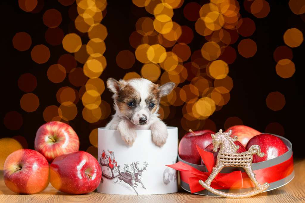 Dogland Happy Sensation