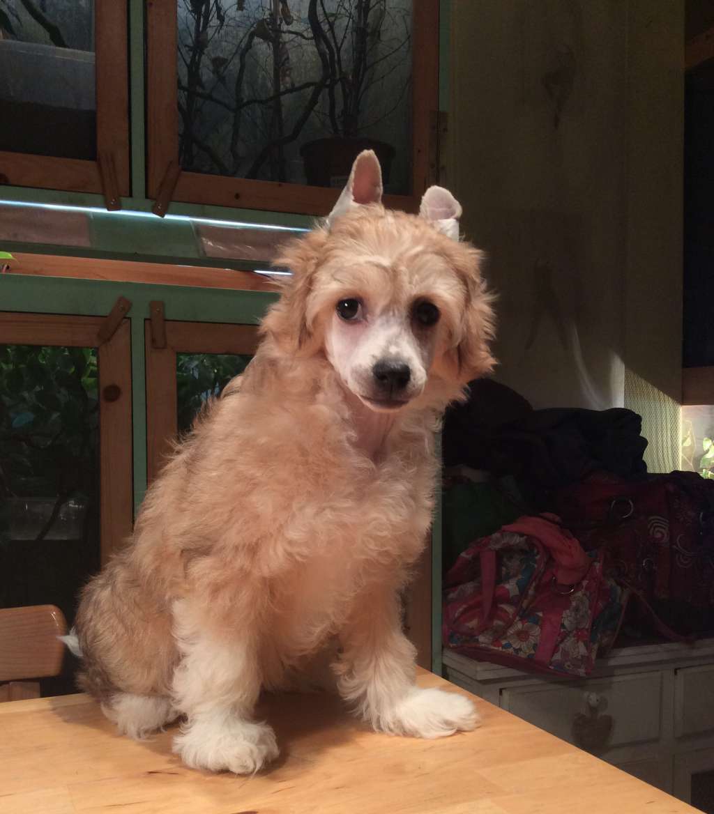 Paquita of Unique Creatures