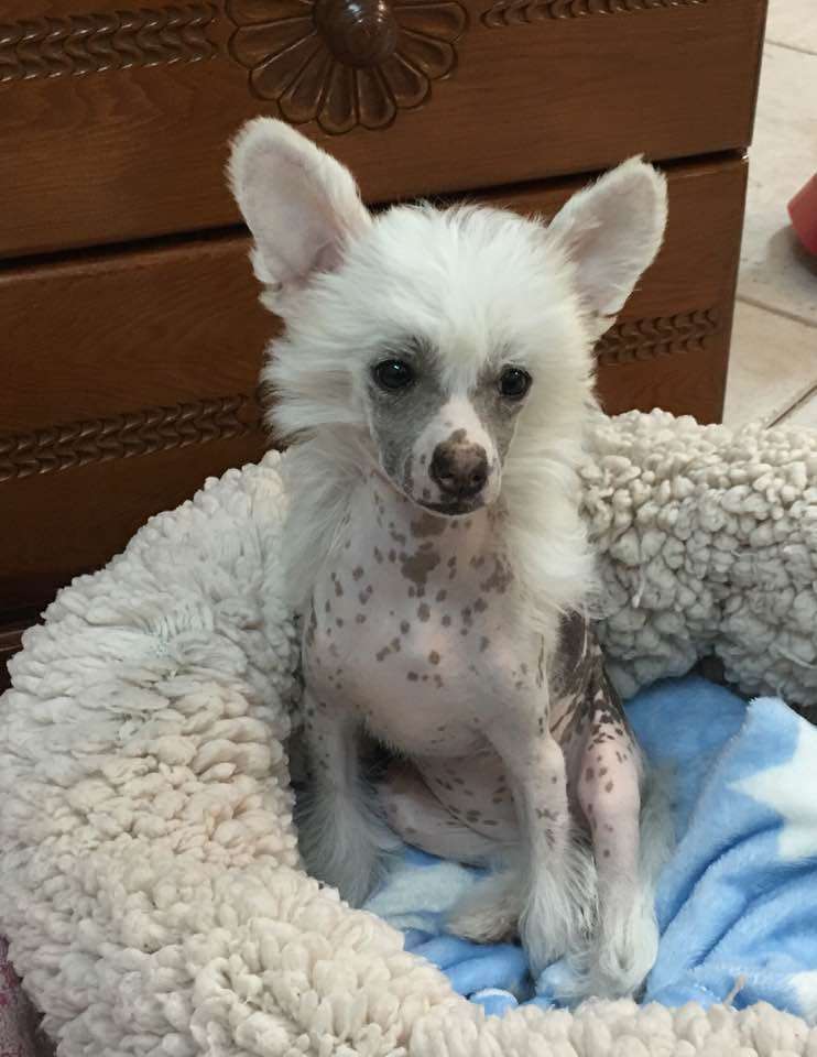 Cassia Bark in Chinese spices Gea Ledra