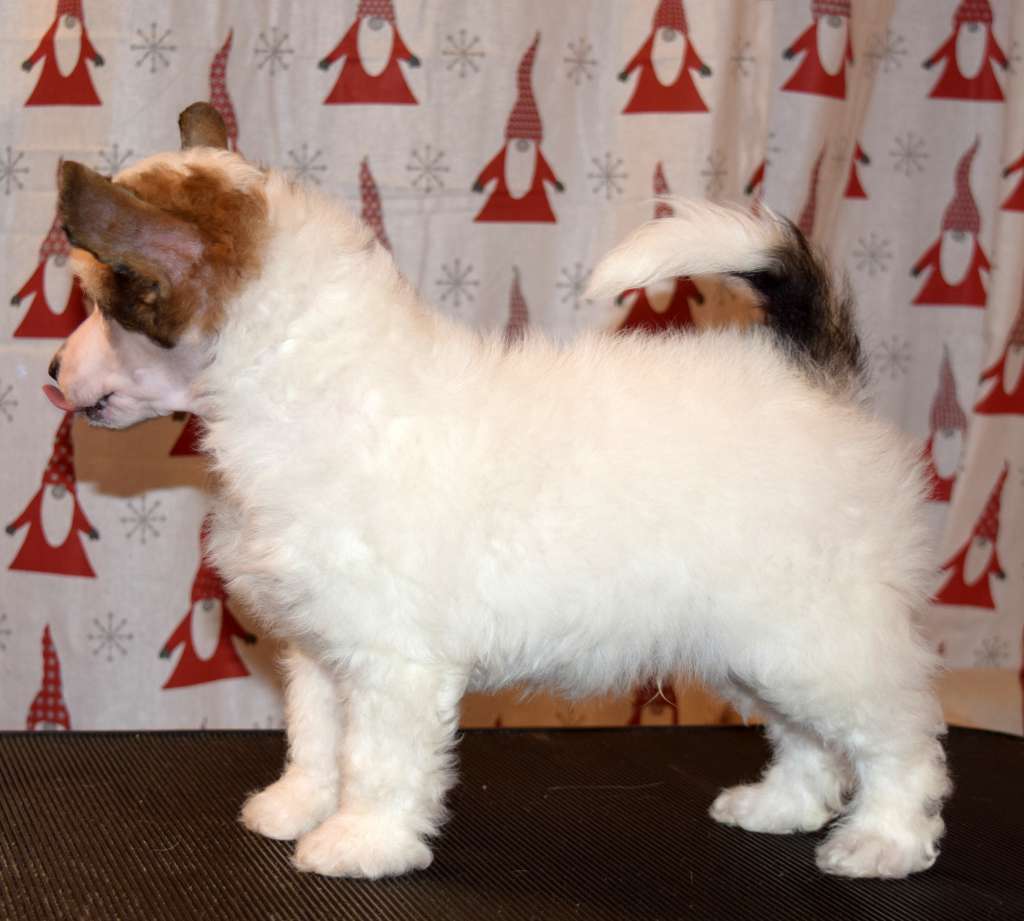 Artic Flyer's Prince Charming