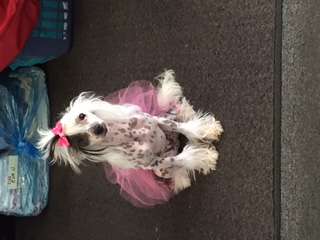 Sunlit's Sum Ting Wong