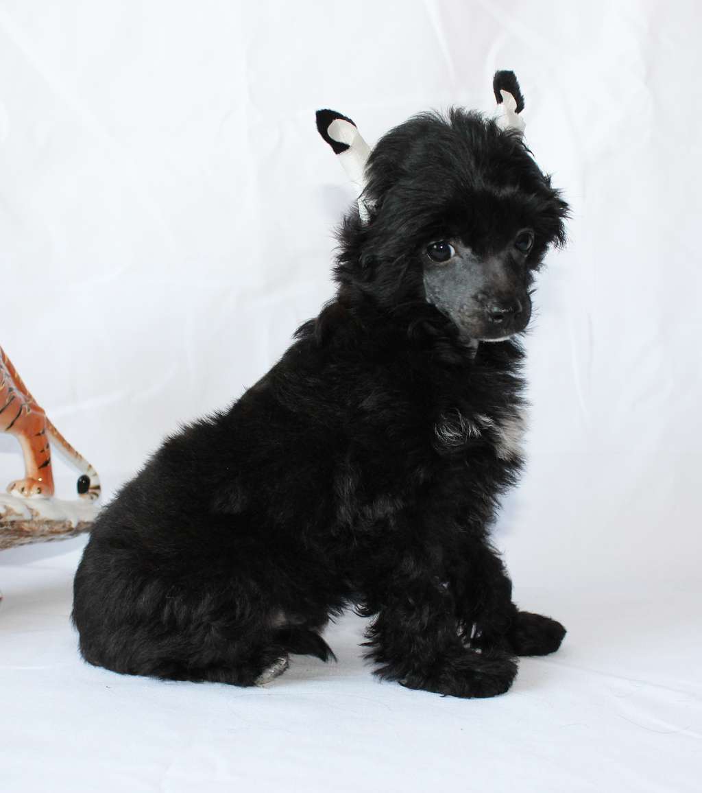 Charuyuschiy Soblazn Lege Artis