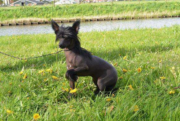 Isa-Bella Dom Risorto