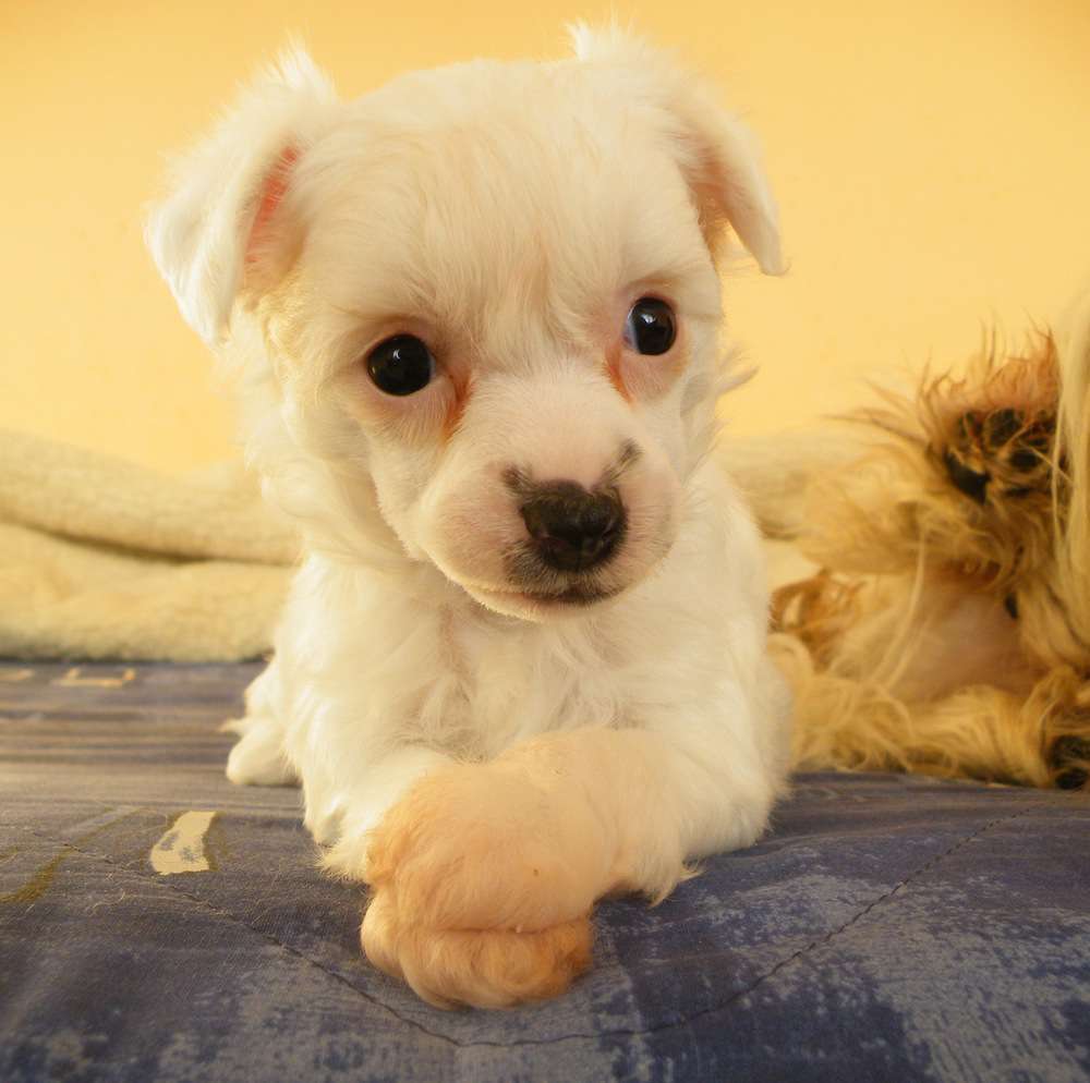 Halushka  Garden Roses