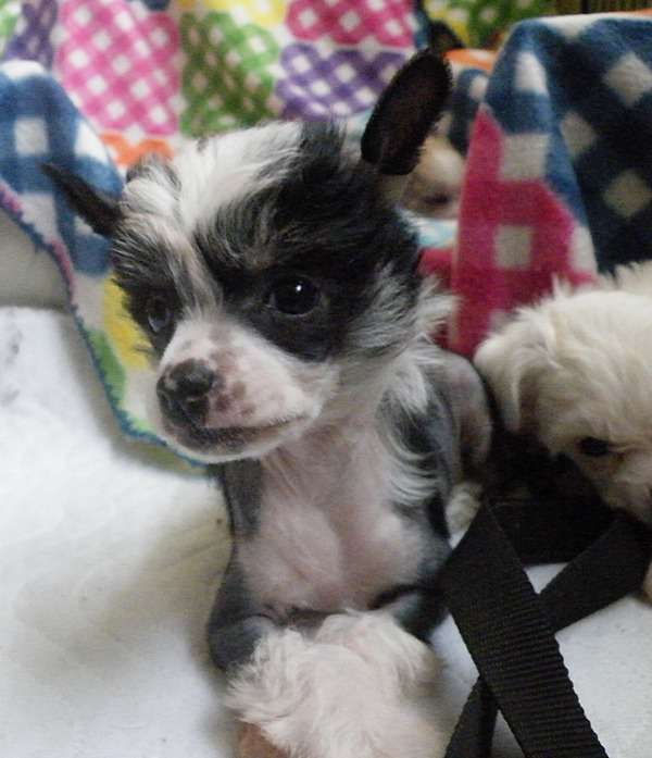 Header  Garden Roses