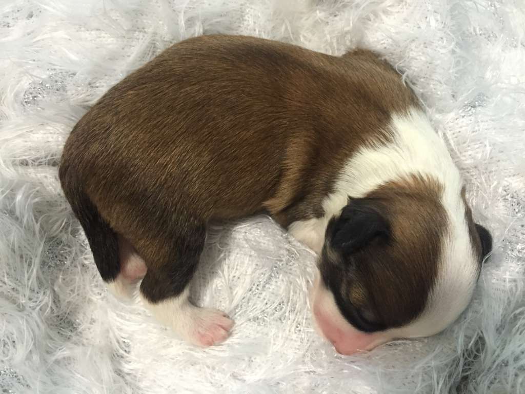 Apprezzabile Baldo Iroquois