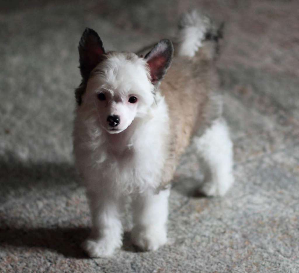 Amorosa Mafalda Iroquois