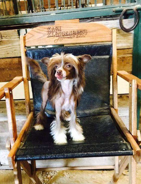 Little Dog Of Dream Malibu Beach