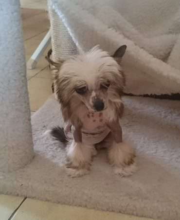 Little Dog Of Dream Malibu Salsa