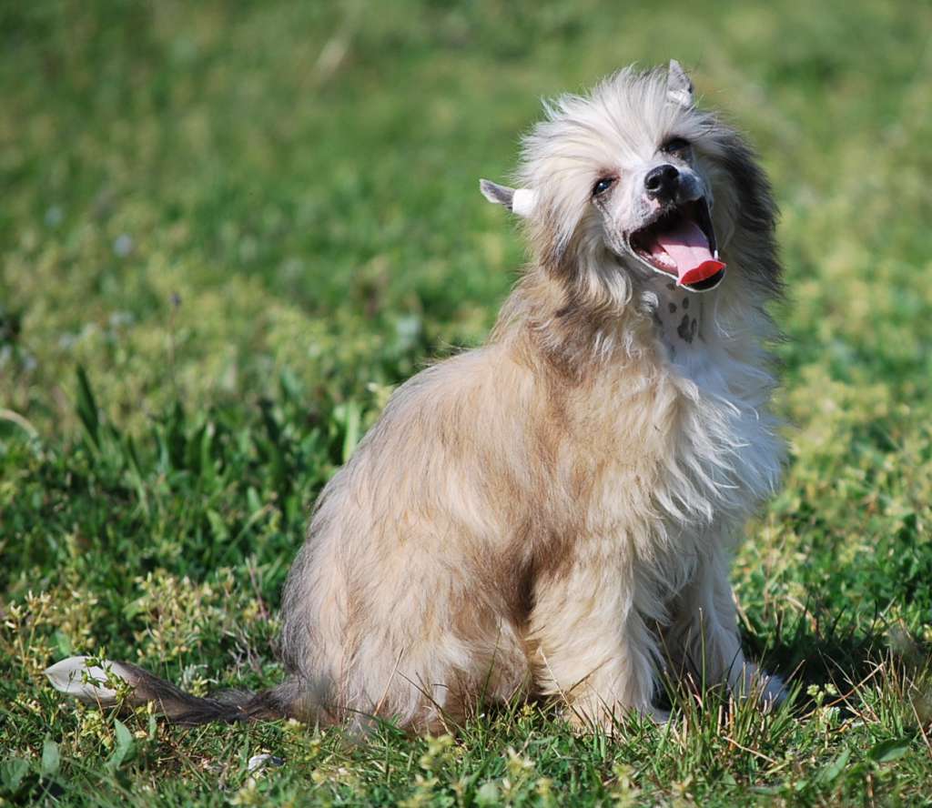 Little Dog Of Dream Malibu Coco