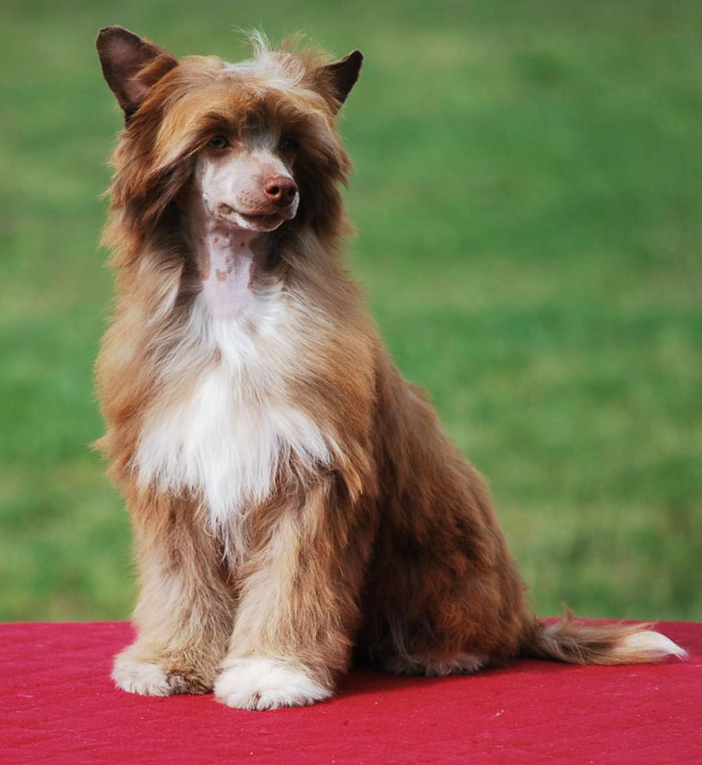 Little Dog Of Dream Malibu Cola