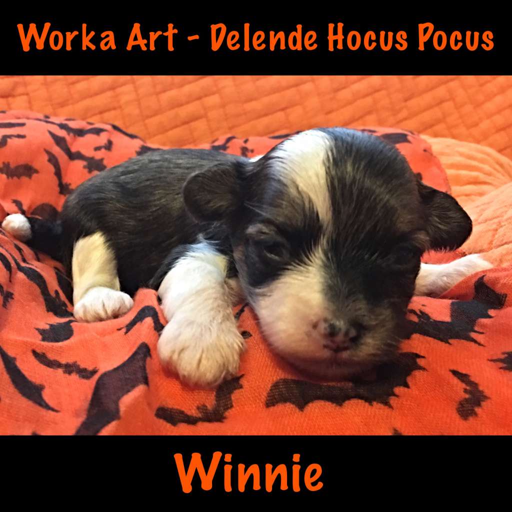 Worka Art - Delende Hocus Pocus