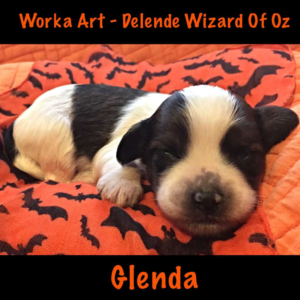 Worka Art - Delende Wizard Of Oz
