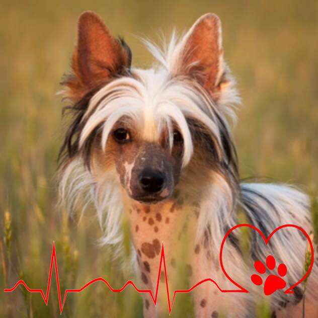 Ivory Jill El Tiola  iz Clana Timurlana