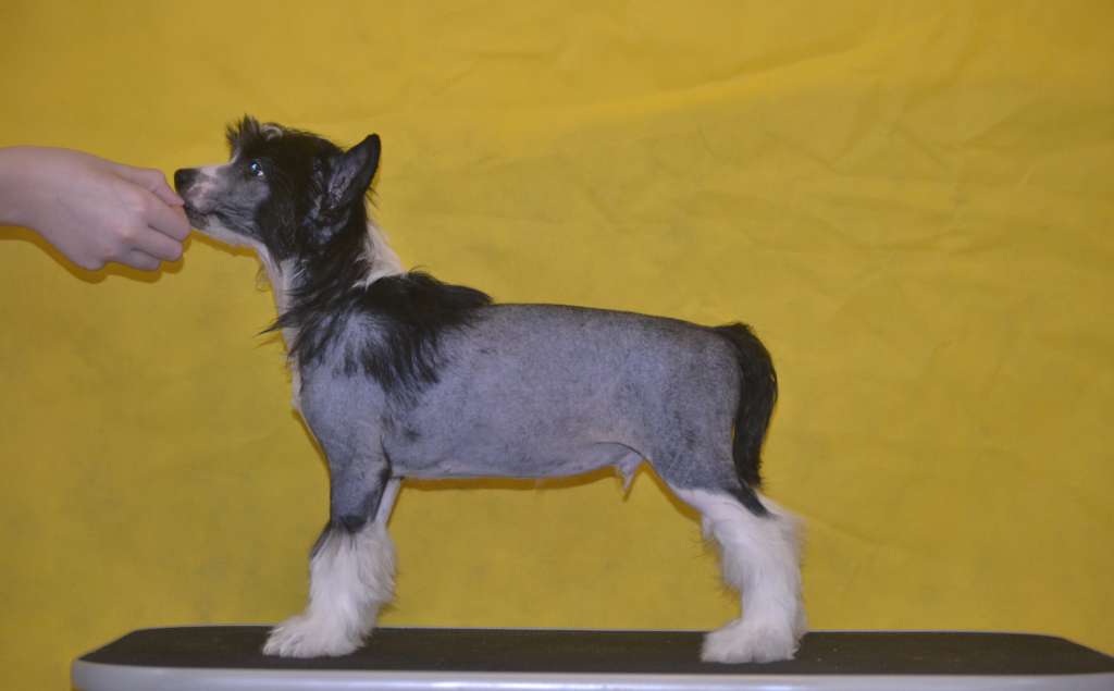 Ketrin Kristol Jean-Claude