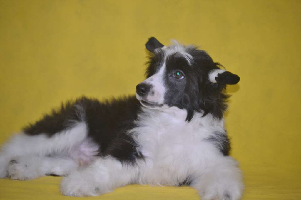 Ketrin Kristol Jacques