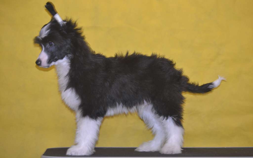 Ketrin Kristol Jermon