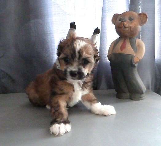 TaÏ Mandchou's MamzÈle Louboutin