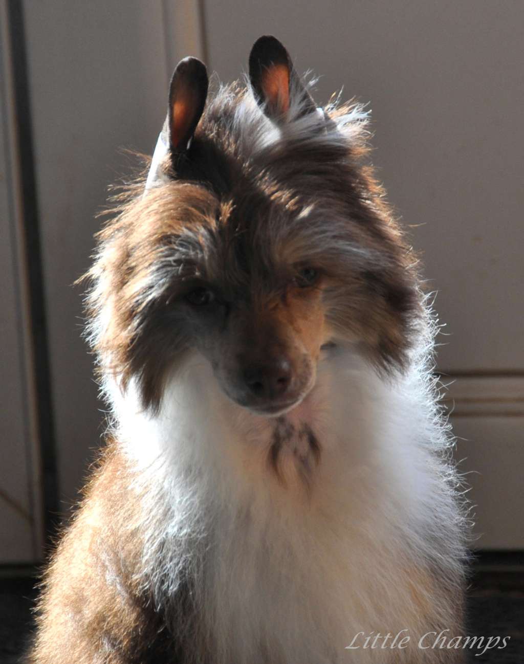 Million dollar baby Little Champs