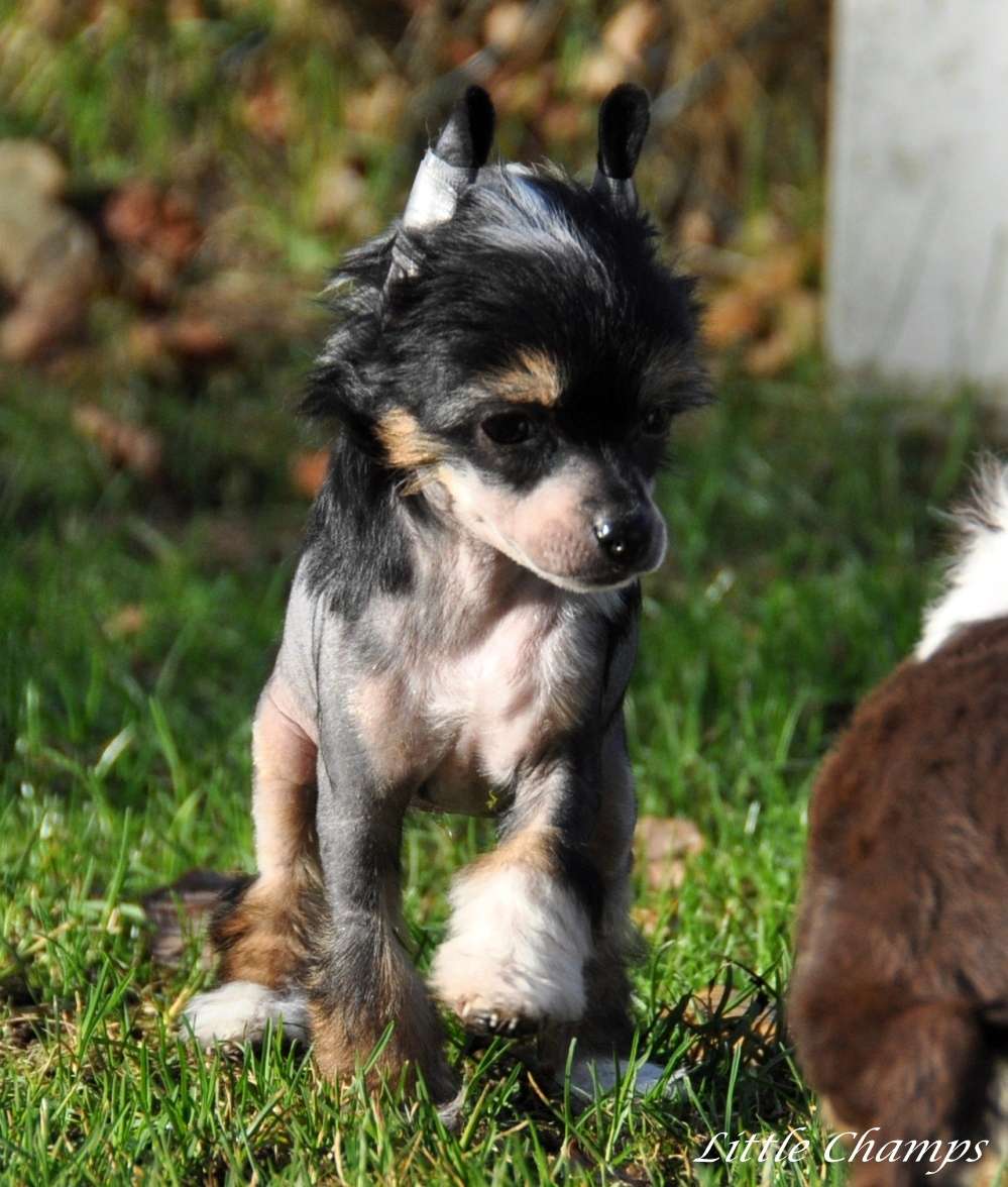 Madame Butterfly Little Champs