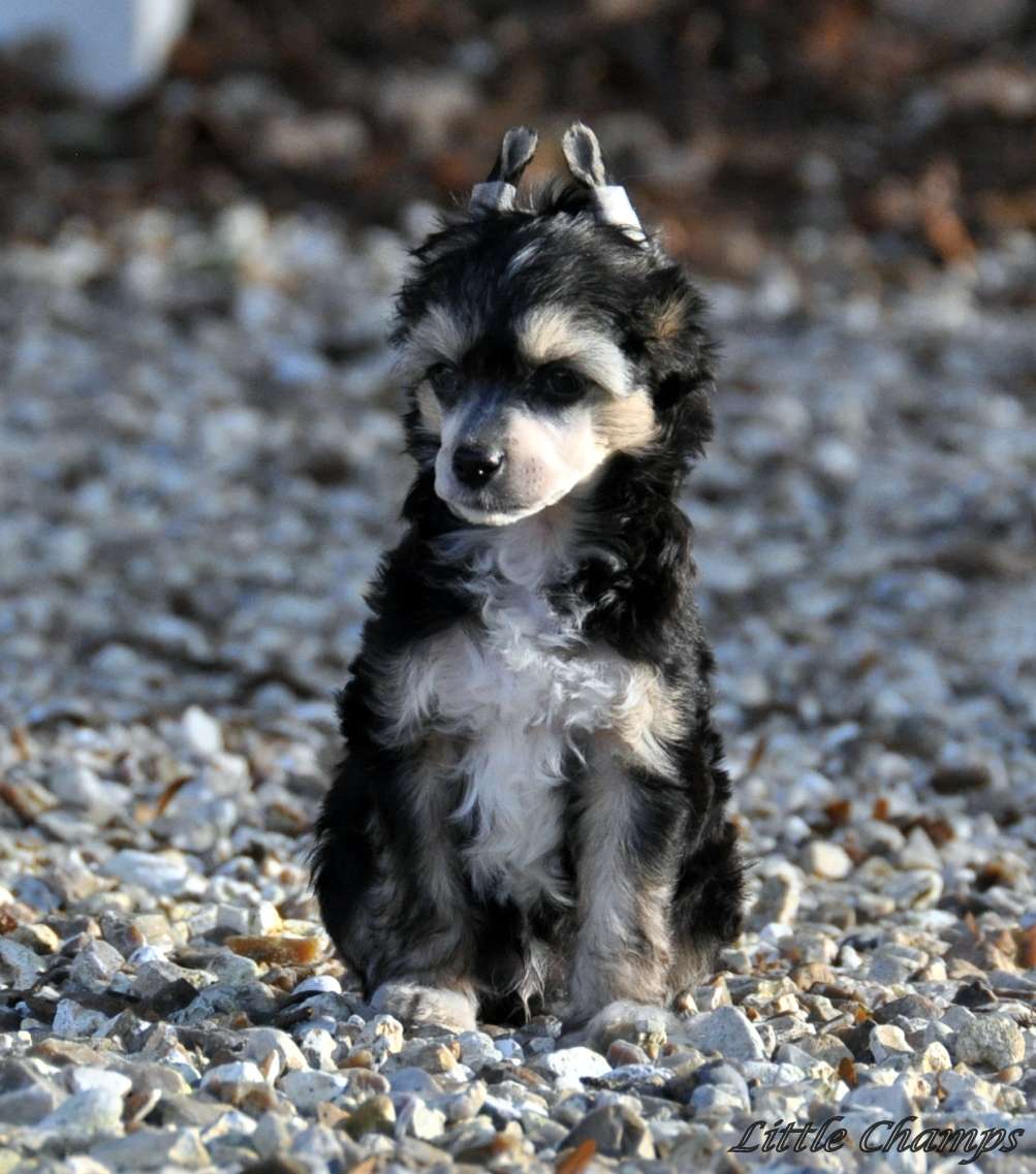 Millenium Little Champs