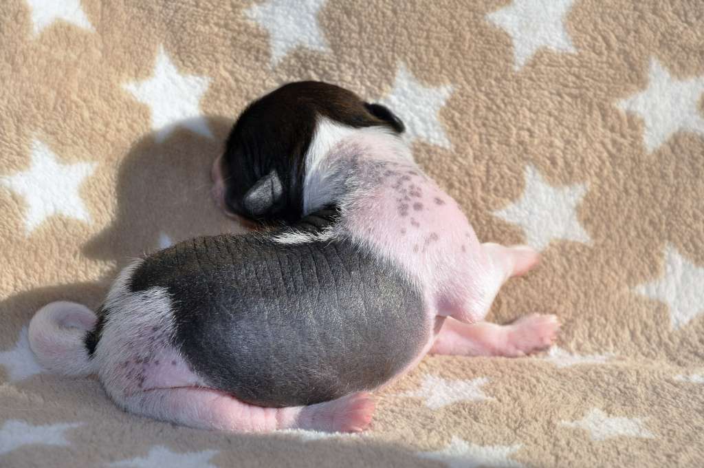 Enigma Winning Smile