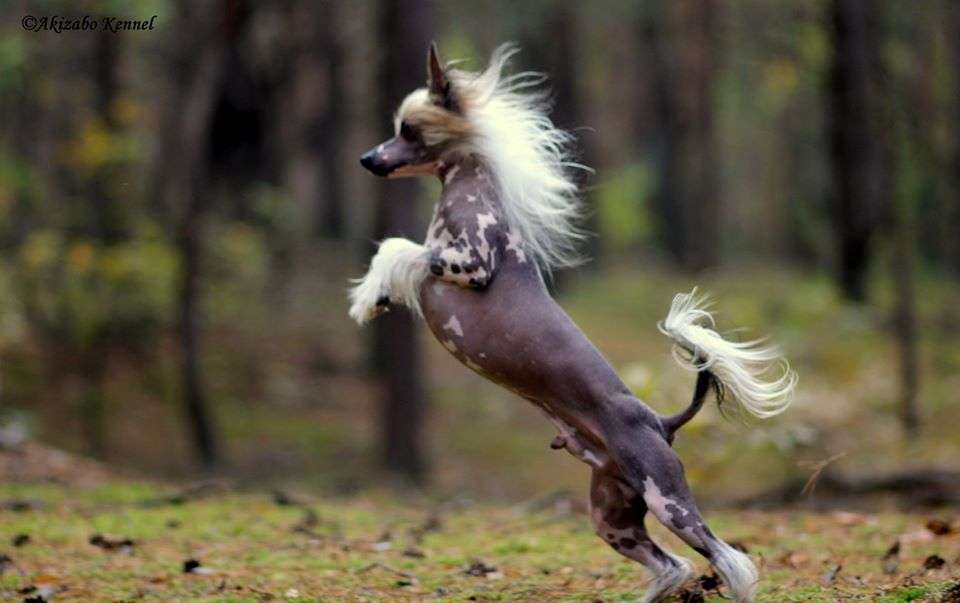 Everest Winning Smile