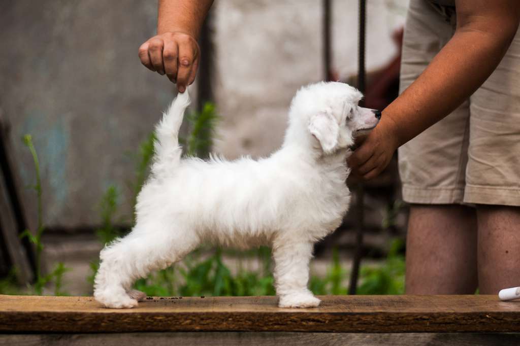 Zippo iz Serebryanogo Raya