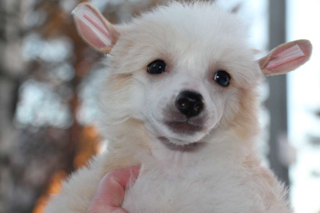 Bella Constanta  Molina