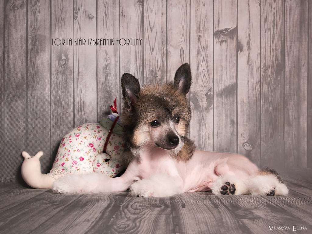 Lorita Star Izbrannik Fortuny