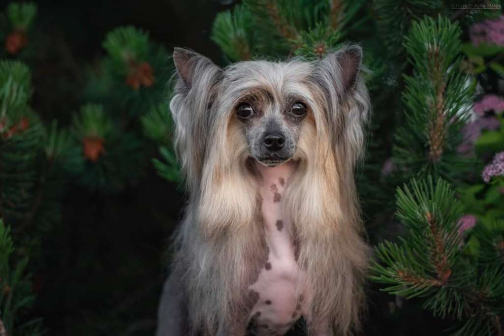 Lorita Star Illyuziya Skromnosti