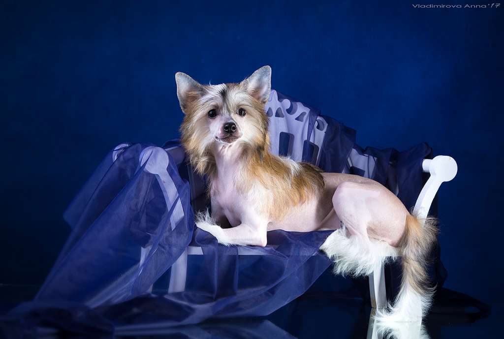 Lorita Star Imperiya Strasti