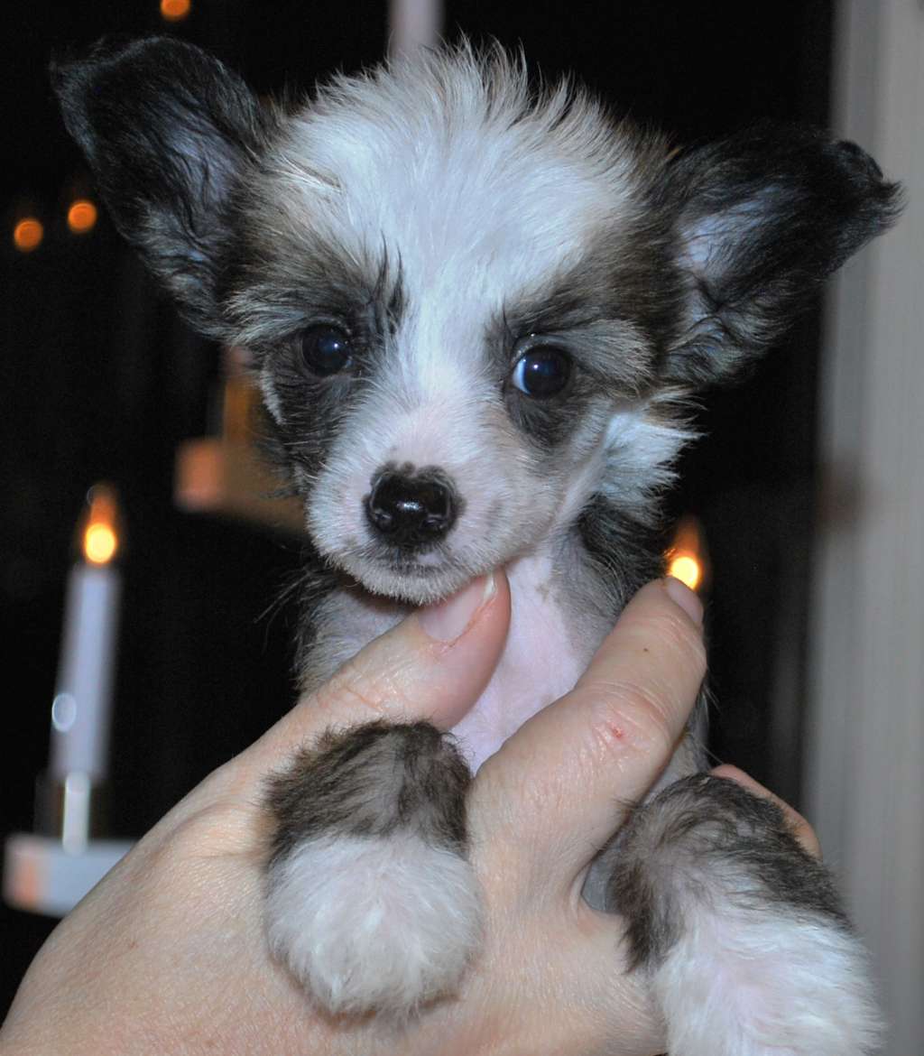 Pappersdrakens Bertas Fanfarer