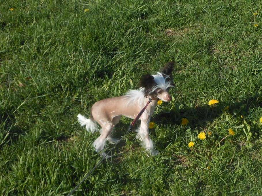 Charuyuschiy Soblazn Napoleon