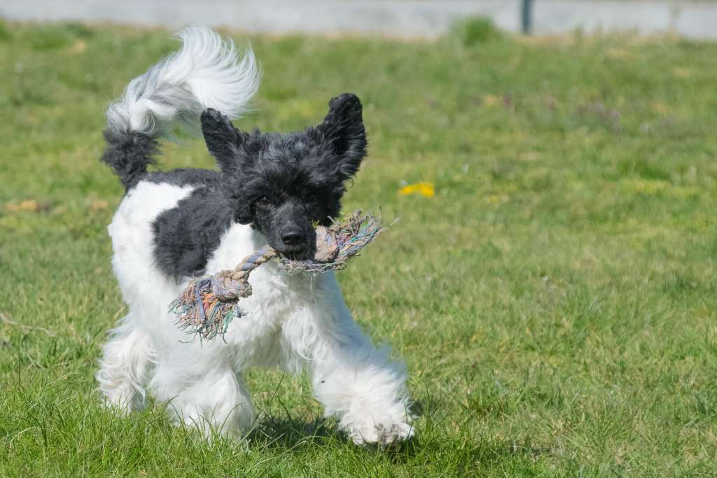 Sharol Shi Bingo Bondo