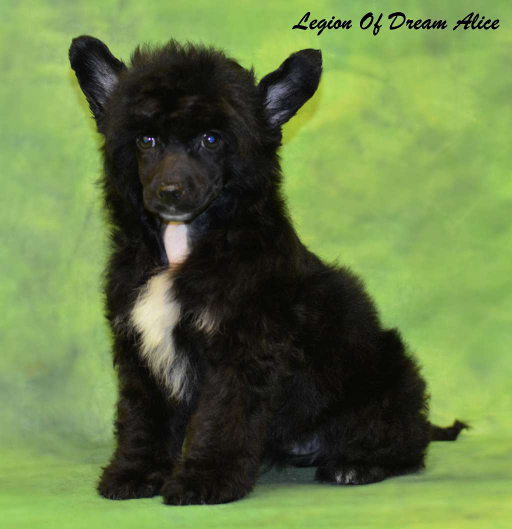 Legion Of Dream Alice