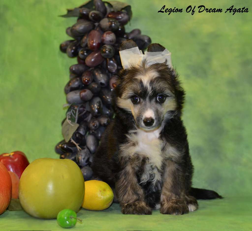 Legion Of Dream Agata