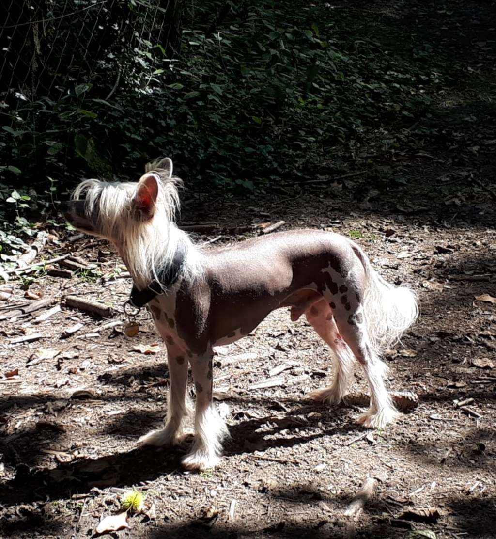 Bacardi Feeling Star of Golden Lily