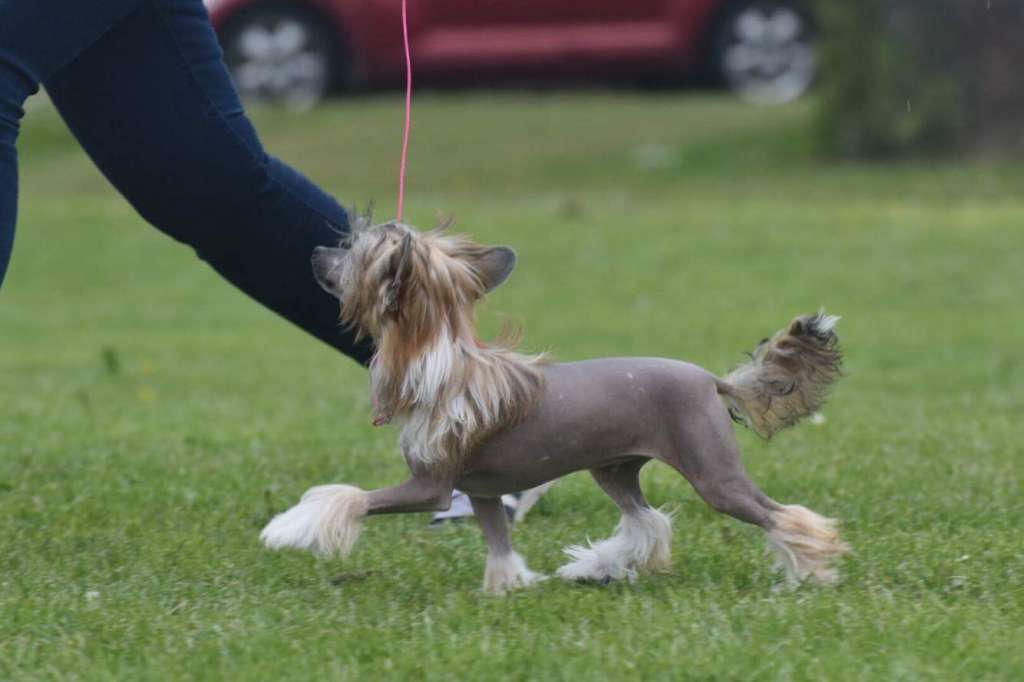 Estillinis Modesty Blaise