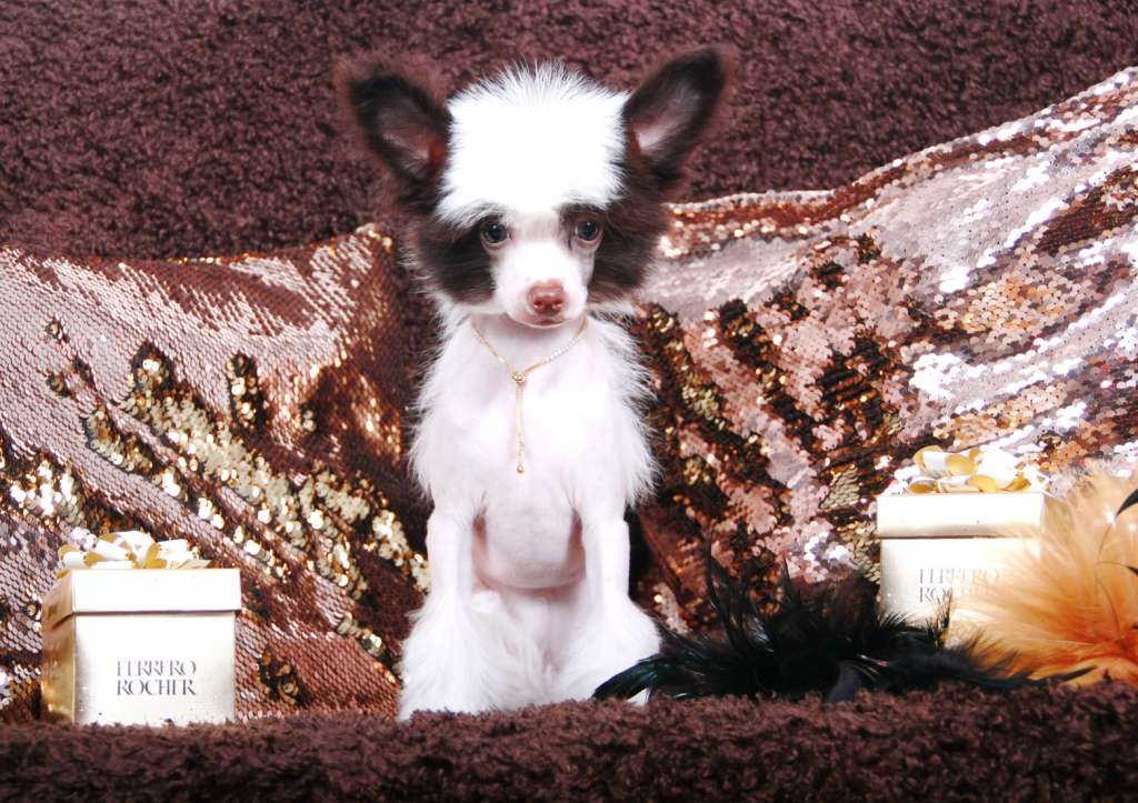 Luksorius Alice Star