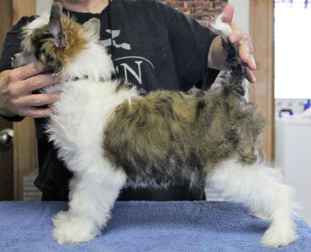 Heaven Sent's Montagne de Silver Rythme