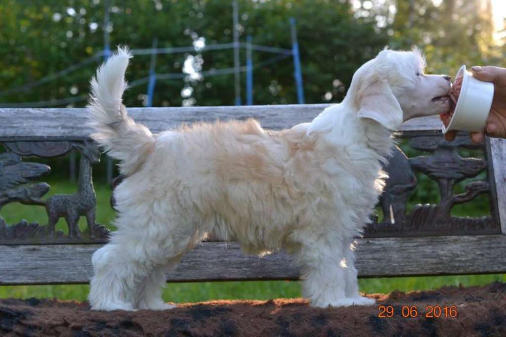 Miinuksen Elämänsuola