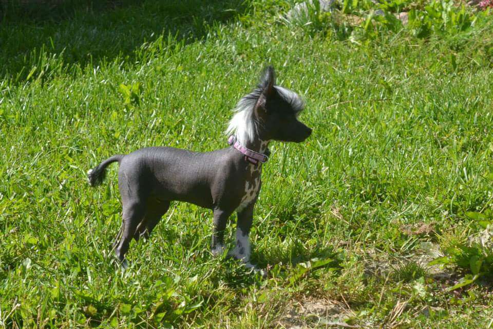 Miinuksen Cute Little Gnome