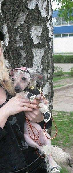 Sofita Volshebnoe Ocharovaniye