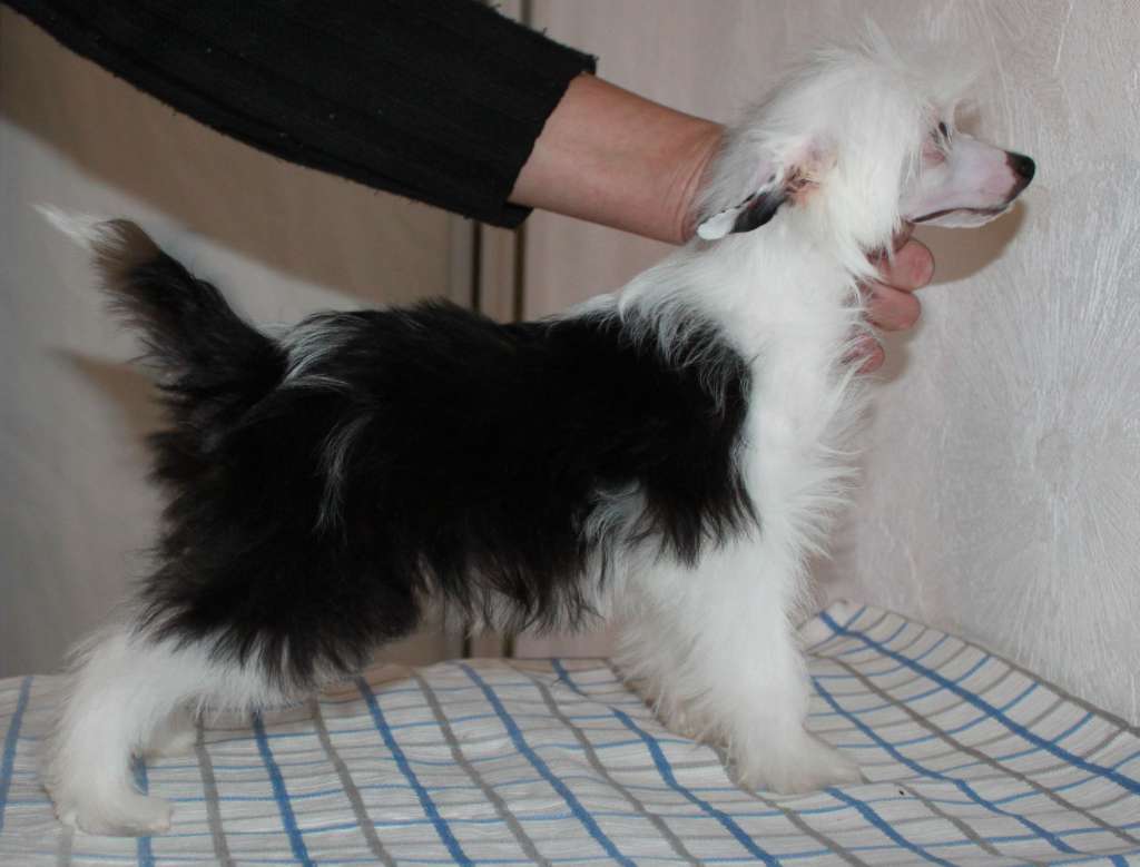 Jamayca Feast iz Clana Timurlana