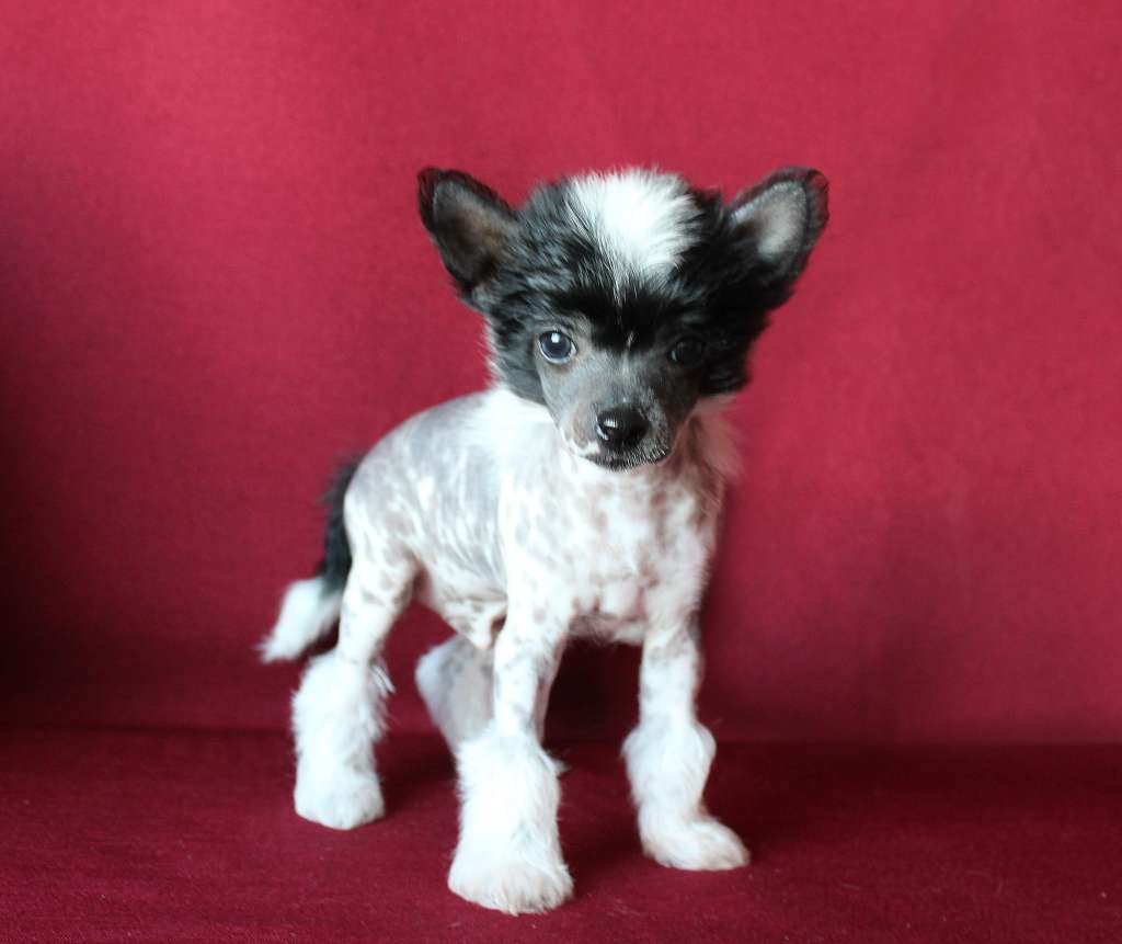 Charuyuschiy Soblazn Obayatel'ny Macho