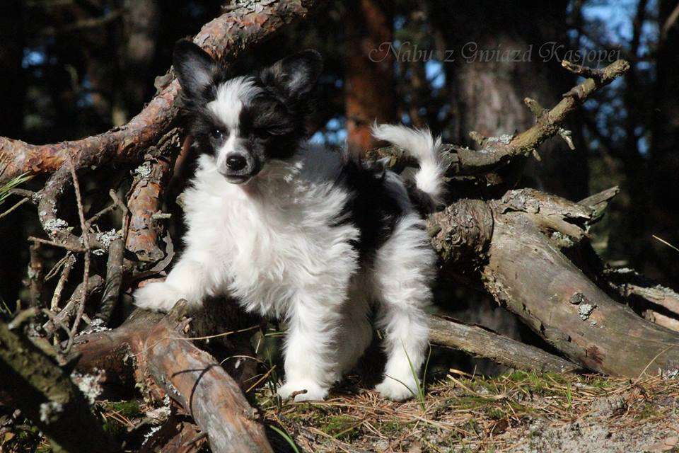 NABU z Gwiazd Kasjopei