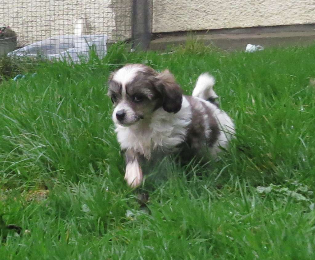 Ynchreenoo My Fair Alice